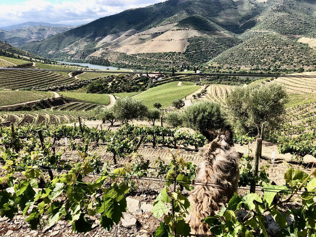 Quinta Da Gricha Ξενοδοχείο Ervedosa do Douro Εξωτερικό φωτογραφία